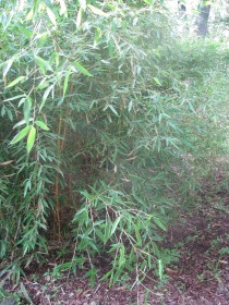 bambusy.jpg