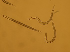 Nicienie - heterorhabditis bacteriophora 1.jpg