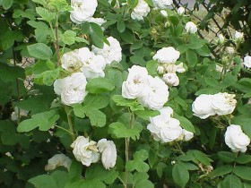 roze-historyczne-1.jpg