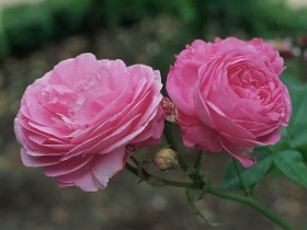 roze-historyczne-2.jpg