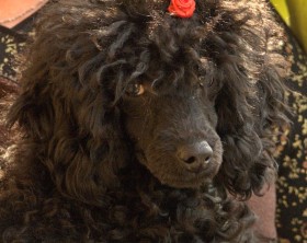 belka1.jpg