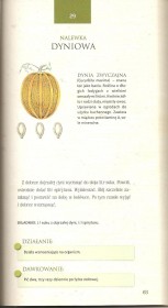 Nalewka dyniowa.jpg